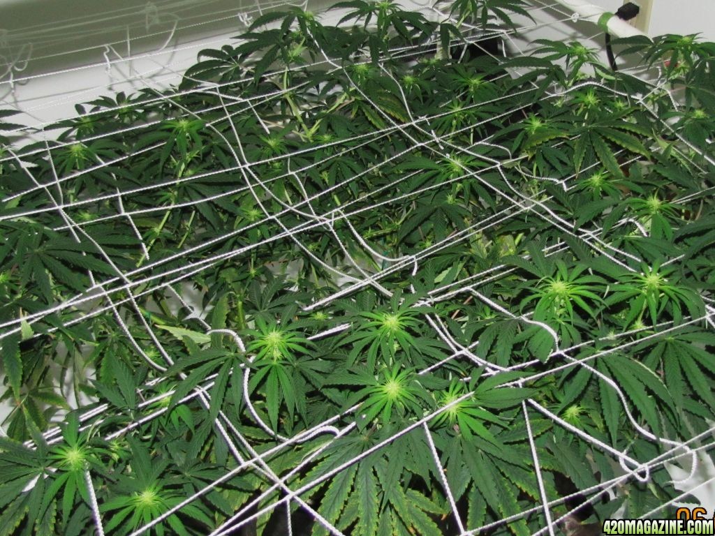 Scrog20.JPG