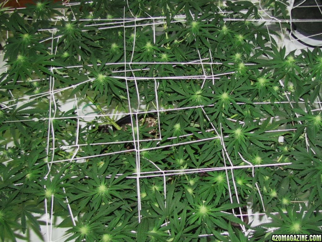 Scrog25.JPG