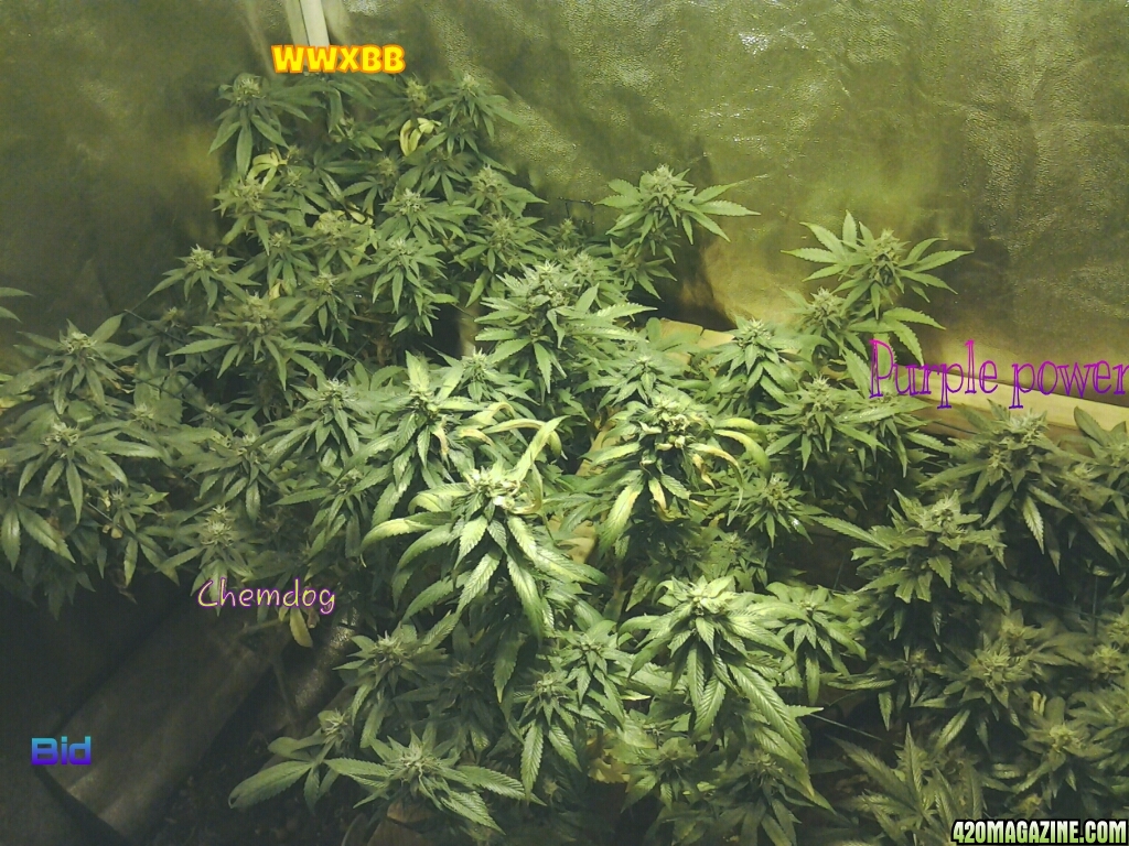 Scrog_4.jpg