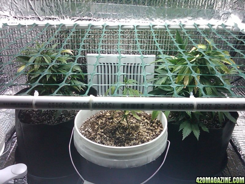 Scrog_Installed.jpg