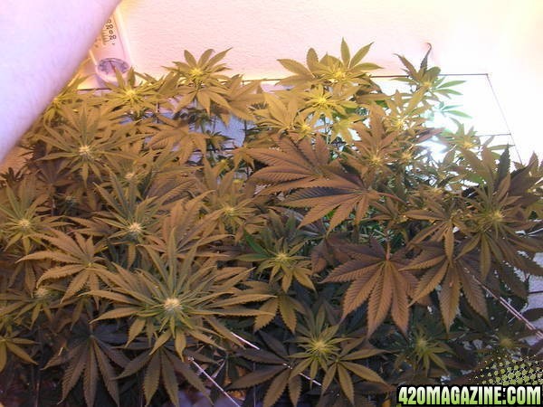 Second_grow_0121.jpg