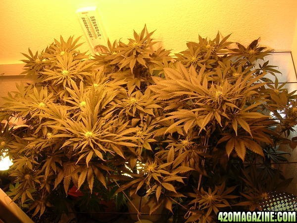 Second_grow_0161.jpg