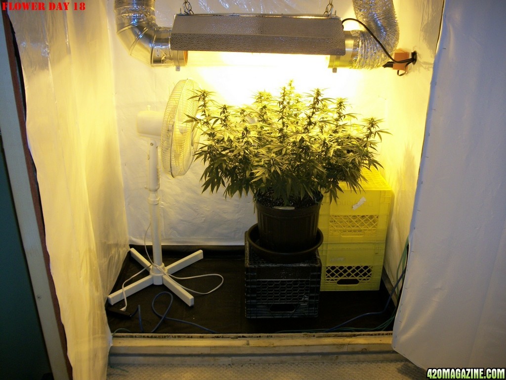 Seed_Cabinet_LA_Confidential_07-21-2013_-_001.JPG