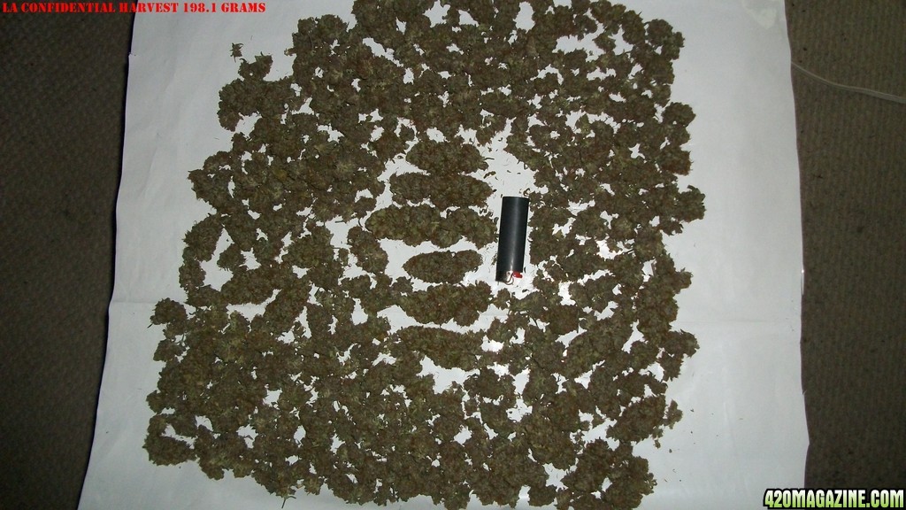 Seed_Cabinet_LA_Confidential_09-19-2013_Harvest_198_1_grams_-_001.JPG