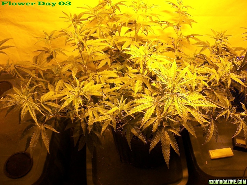 Seed_Cabinet_LA_Confidential_2013_07_06-100_0174.JPG