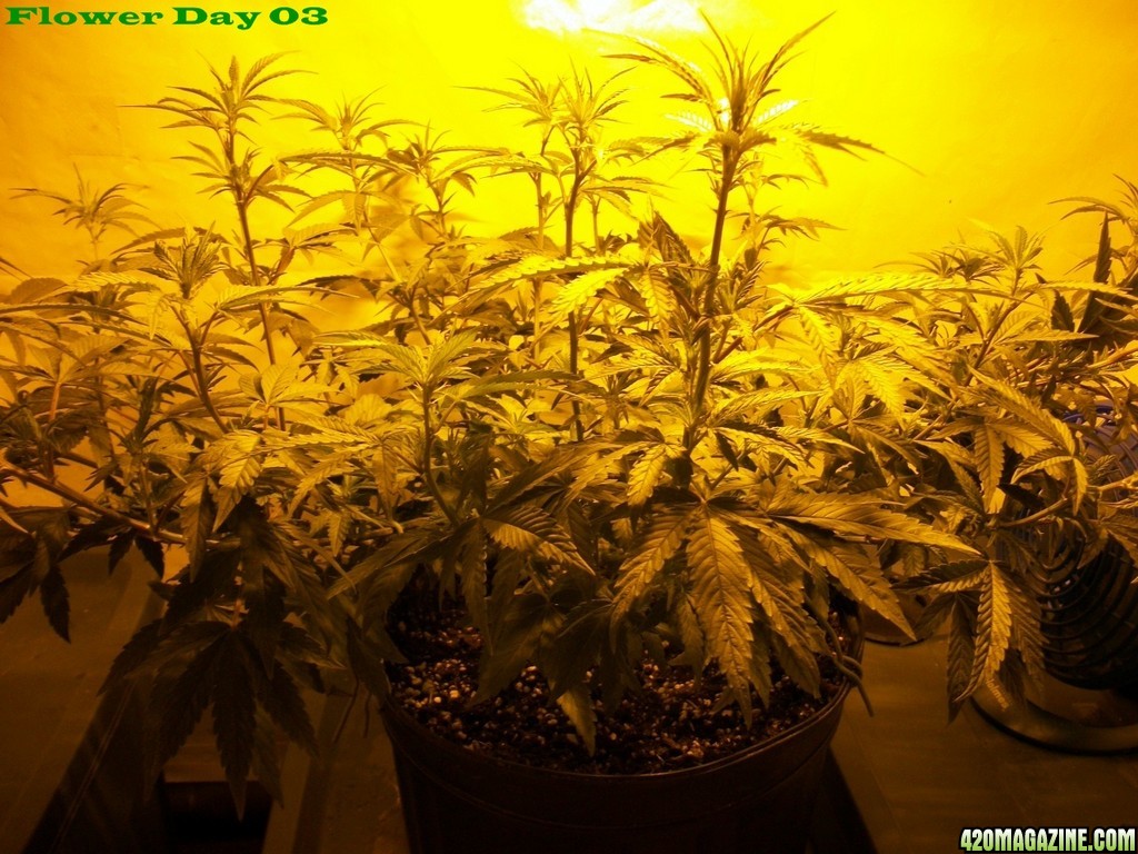 Seed_Cabinet_LA_Confidential_2013_07_06-100_0175.JPG