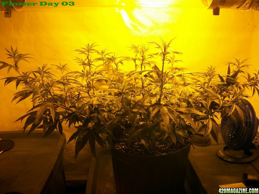 Seed_Cabinet_LA_Confidential_2013_07_06-100_0176.JPG