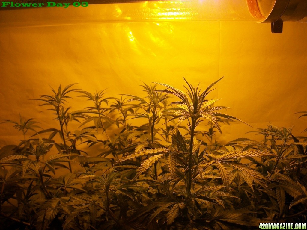 Seed_Cabinet_LA_Confidential_2013_07_06-100_0177.JPG