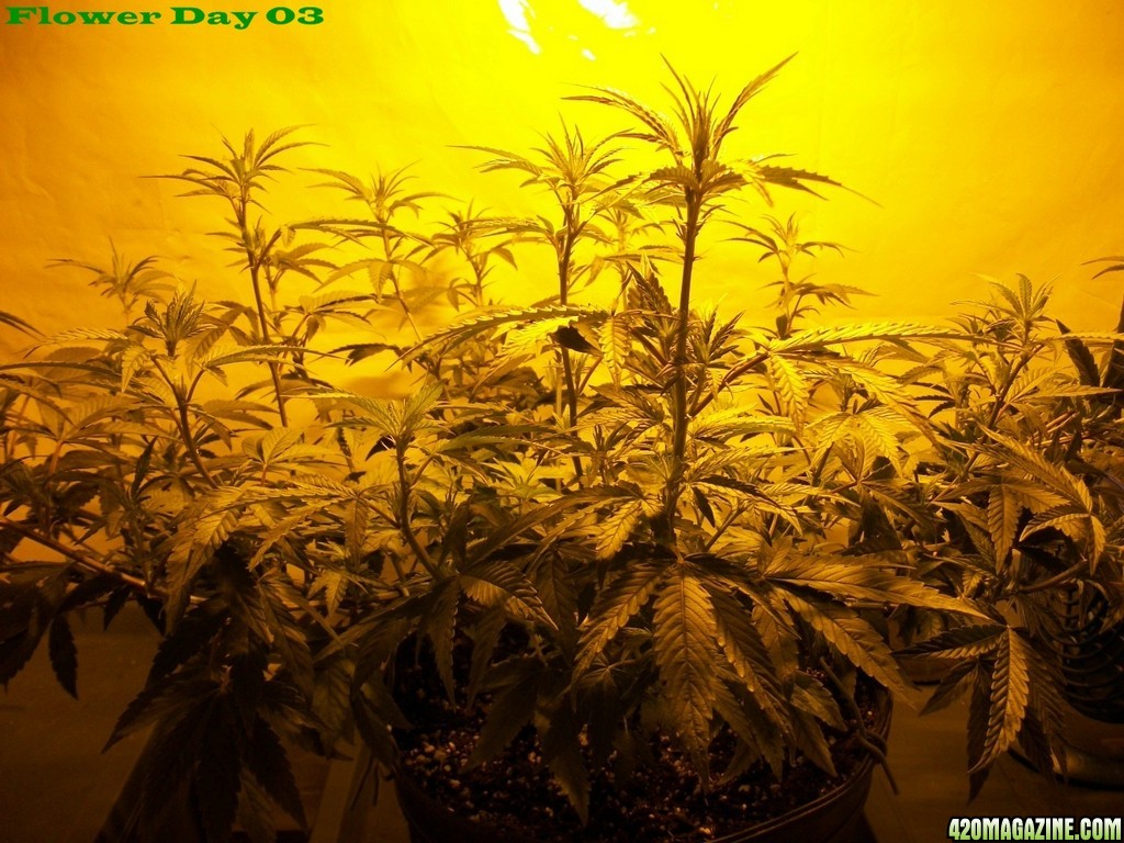 Seed_Cabinet_LA_Confidential_2013_07_06-100_0179.JPG