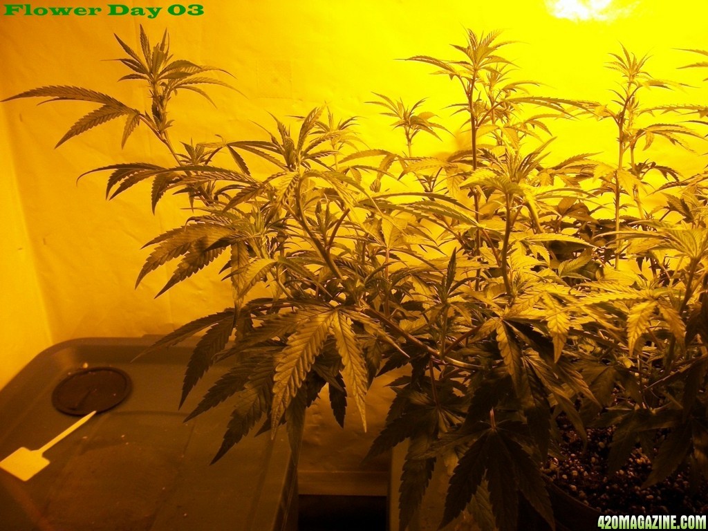 Seed_Cabinet_LA_Confidential_2013_07_06-100_0180.JPG