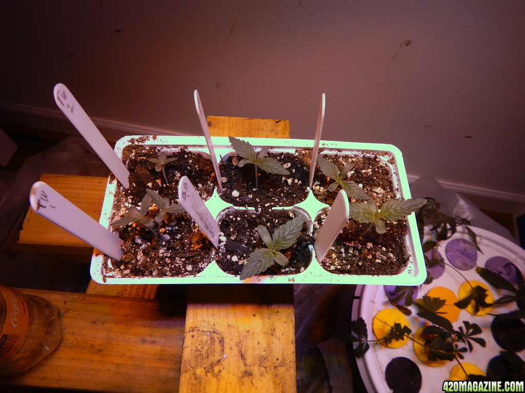 Seedlings44.JPG