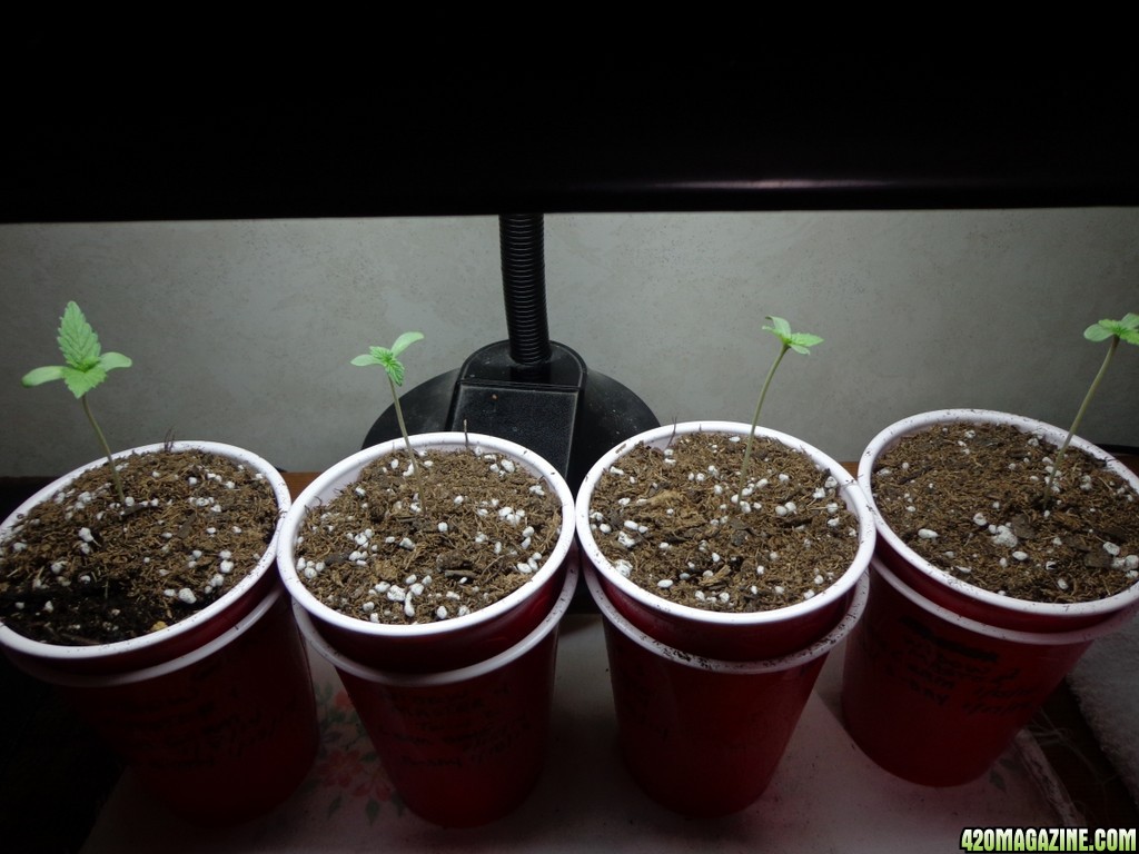 Seedlings_1-21.jpg