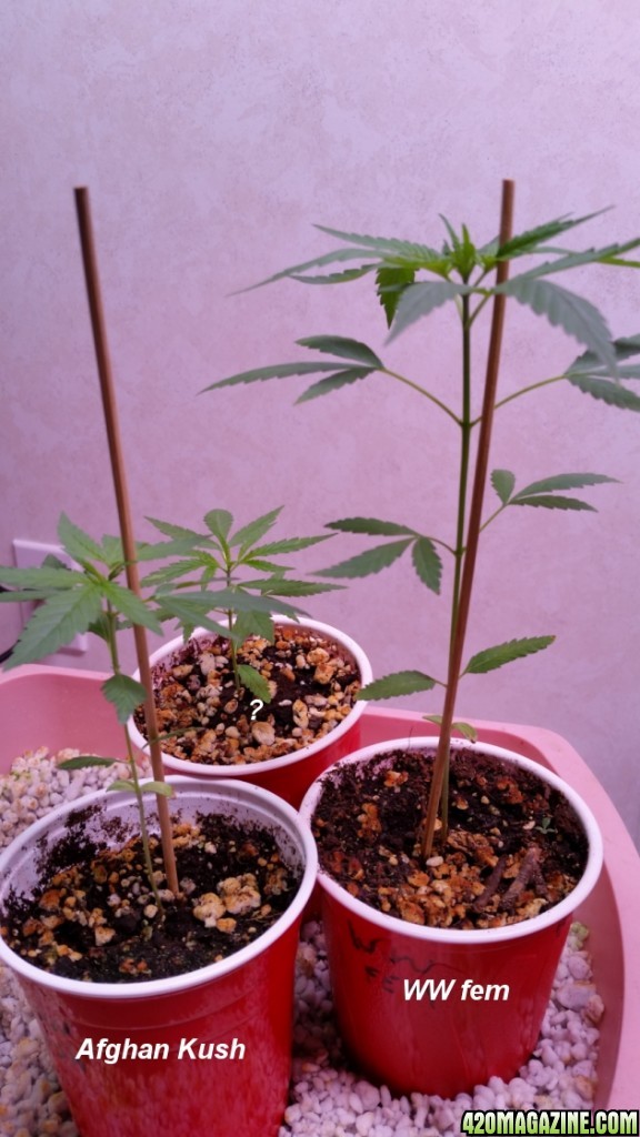 Seedlings_21.jpg