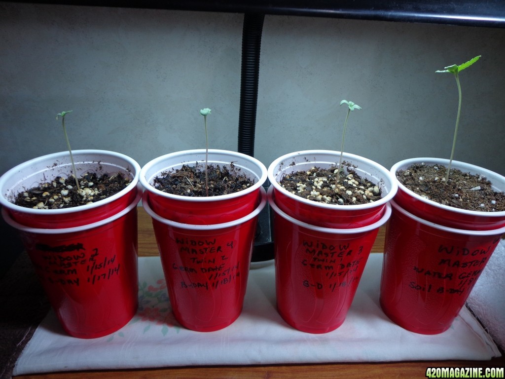 Seedlings_update_1-20-14.jpg