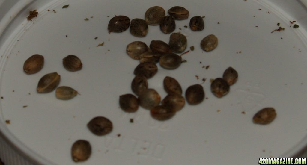 Seeds64.jpg