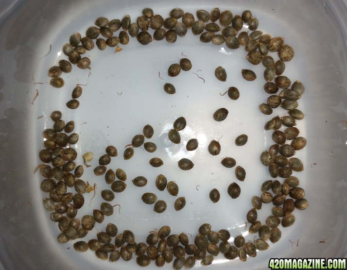 Seeds_101.jpg