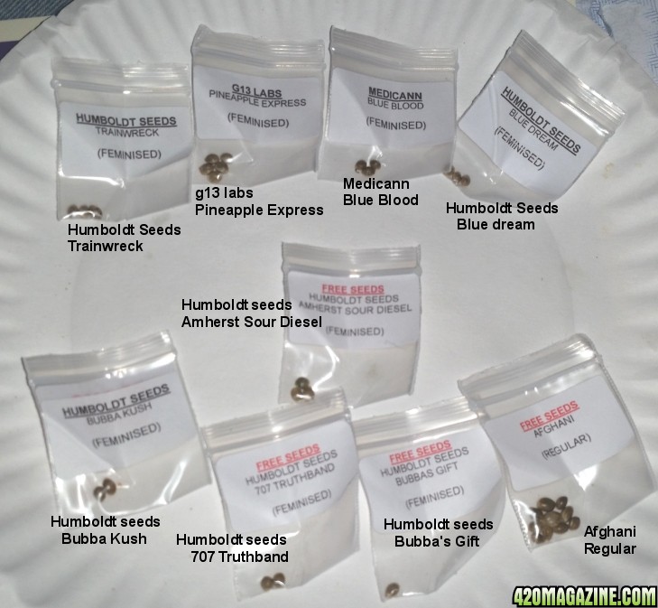 Seeds_7.jpg