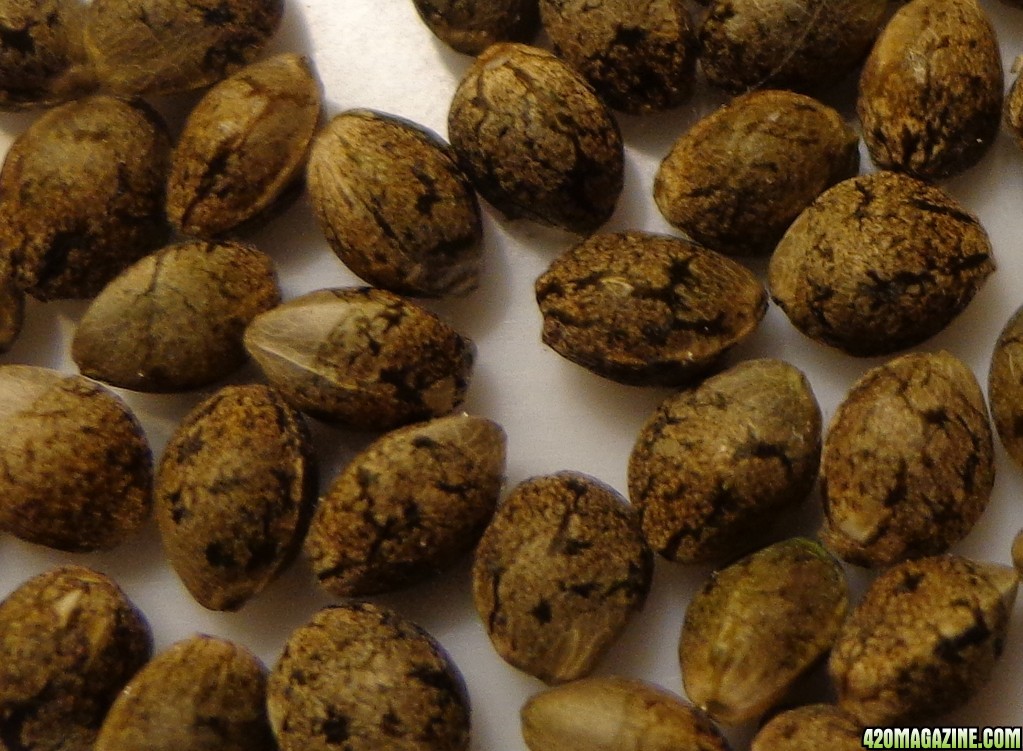 Seeds_Harvested_1-5-14_2.jpg