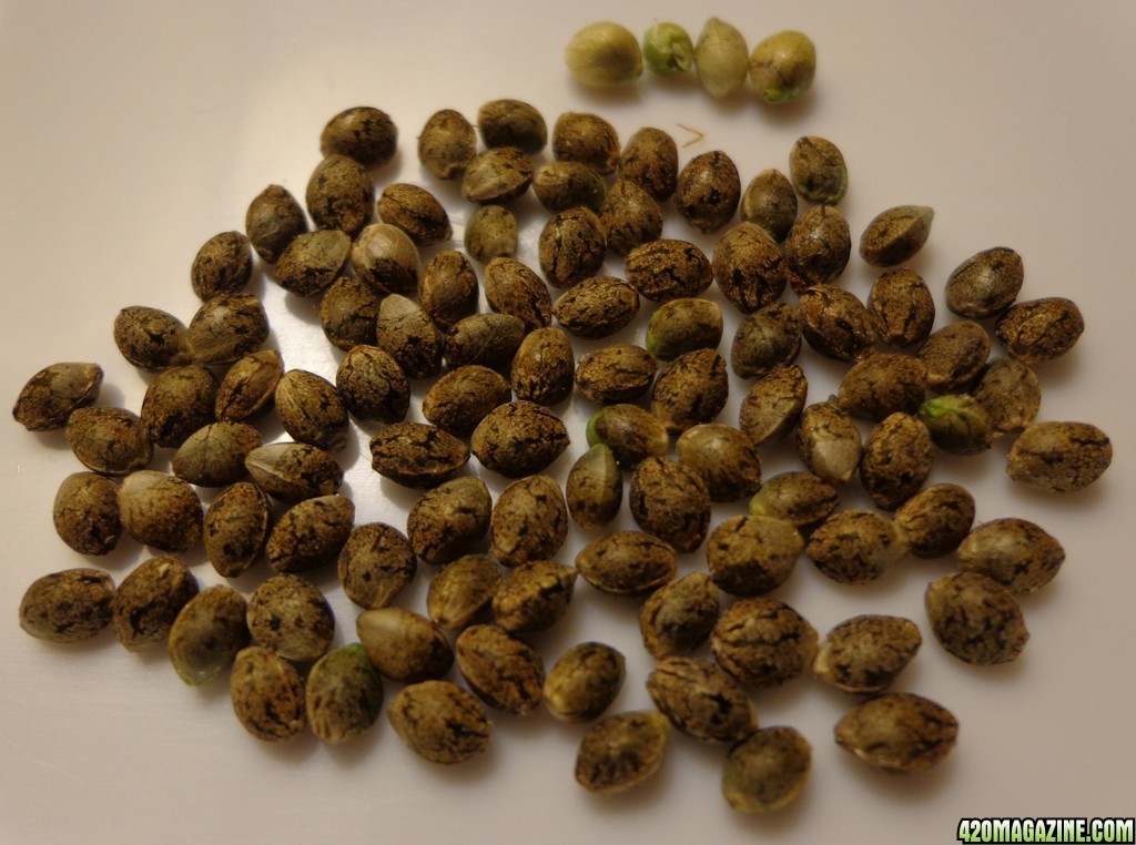 Seeds_harvested_1-5-14.jpg