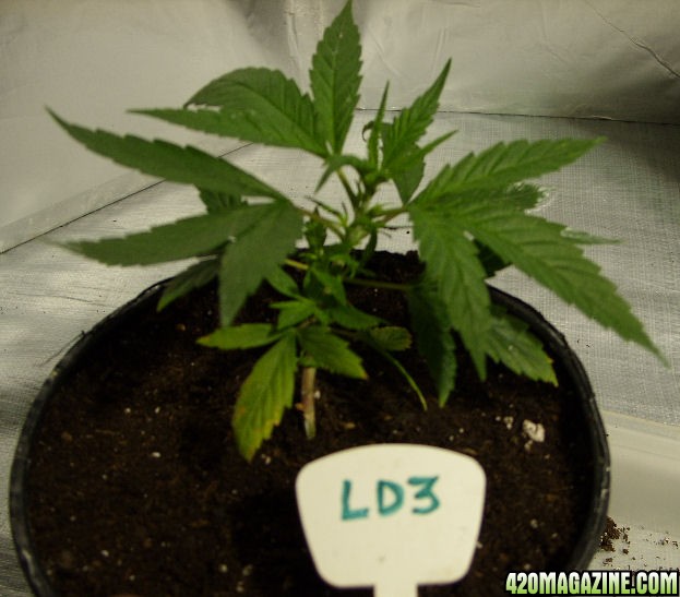 Sept16-LD3After2DayLST-SideGrowth.jpg