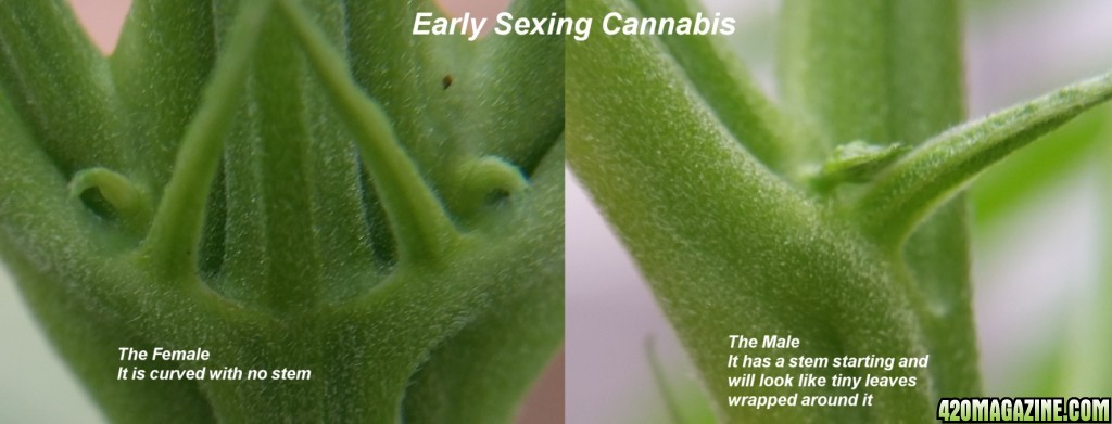 sexing gender tell grow marijuana male plants early female wondering grown month outdoor very