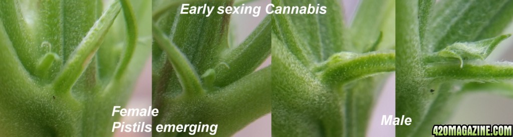 Sexing_Plants_21.jpg