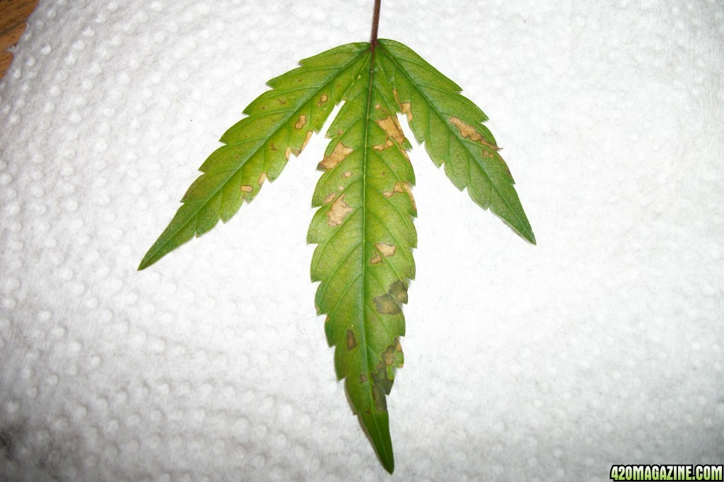 Sick_leaf_025.JPG