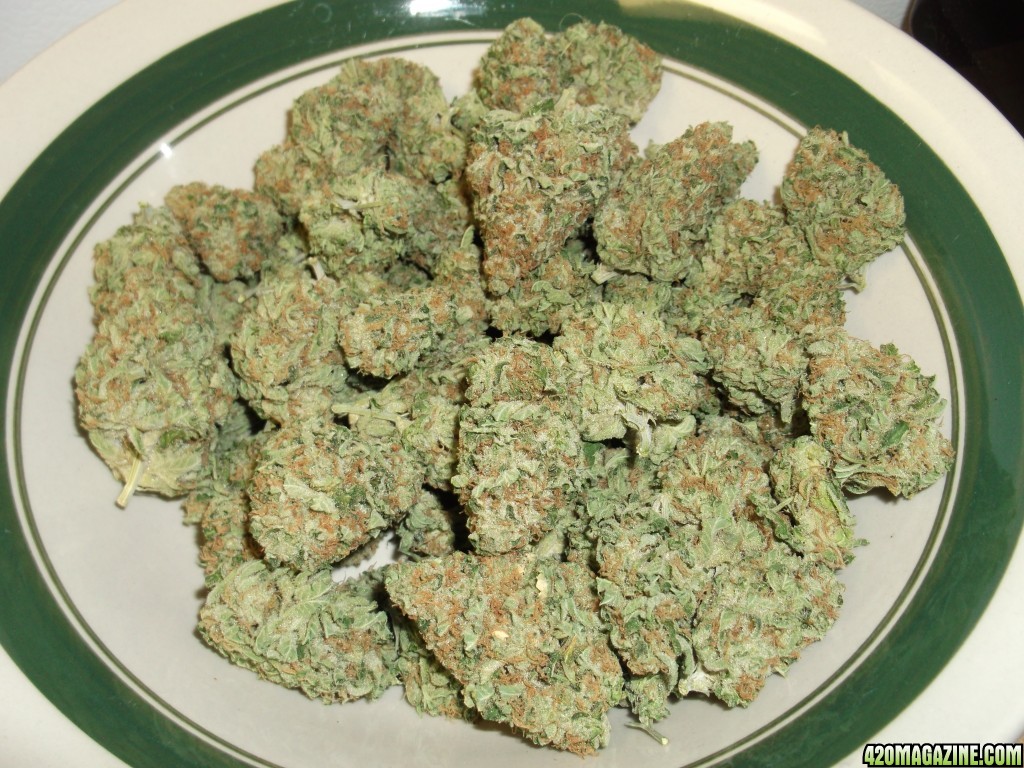 Silverback_Hawg_Hawgsbreath_x_Silver_Haze_.JPG