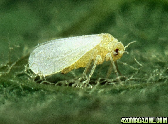 Silverleaf_whitefly.jpg