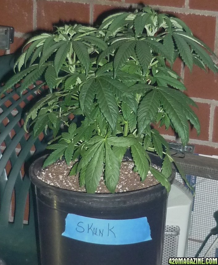 Skunk-5.JPG