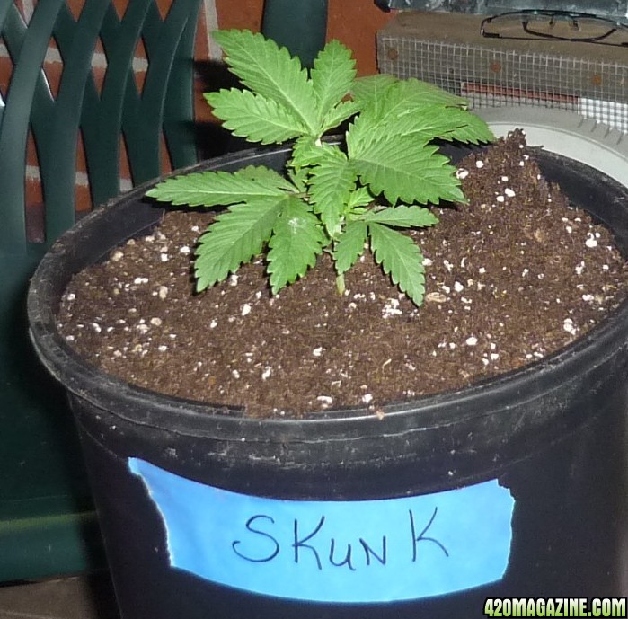 Skunk-8.JPG