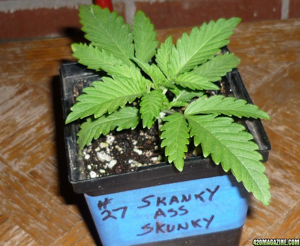 Skunk_10-5.JPG