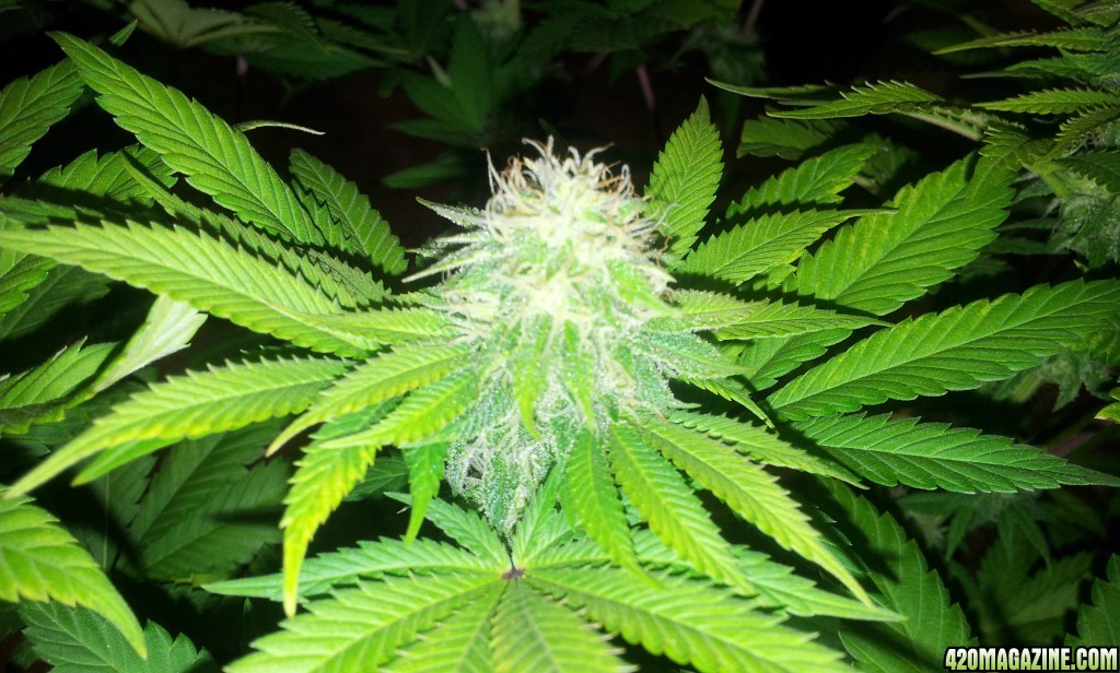 Sog_bud1_020716.jpg