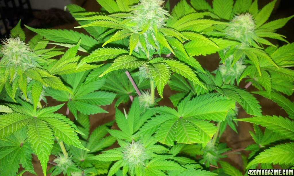 Sog_bud2_020716.jpg