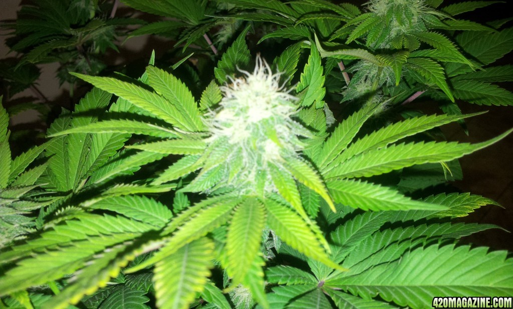 Sog_bud5_020716.jpg