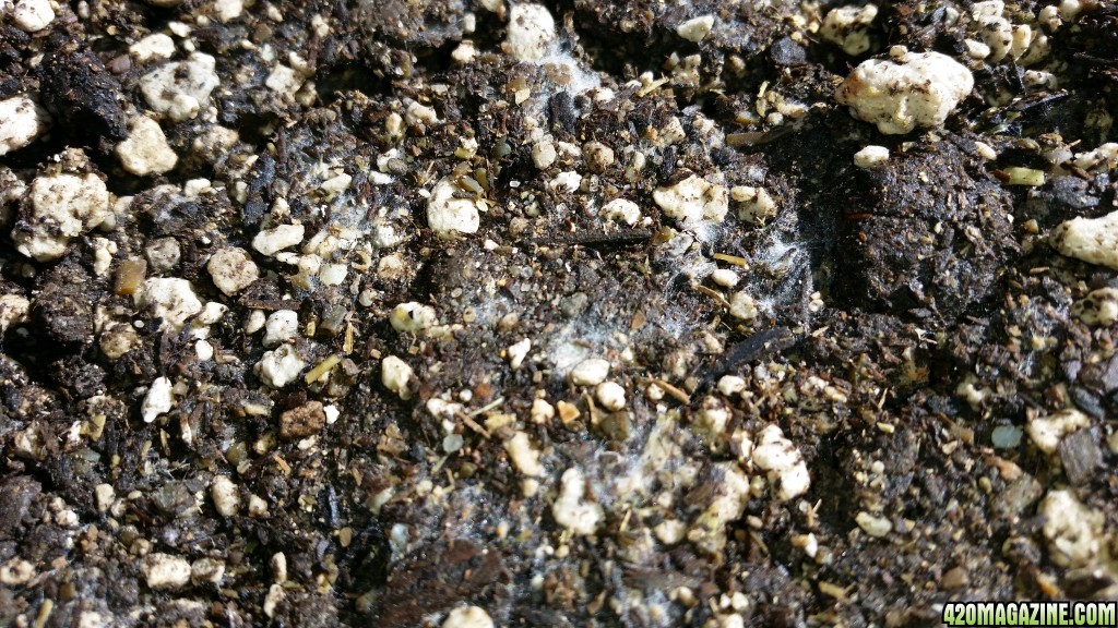 Soil111.jpg