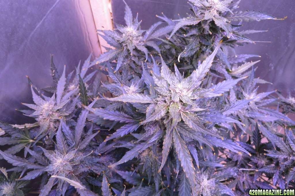 Some_of_Fasts_buds_45_days_old.jpg