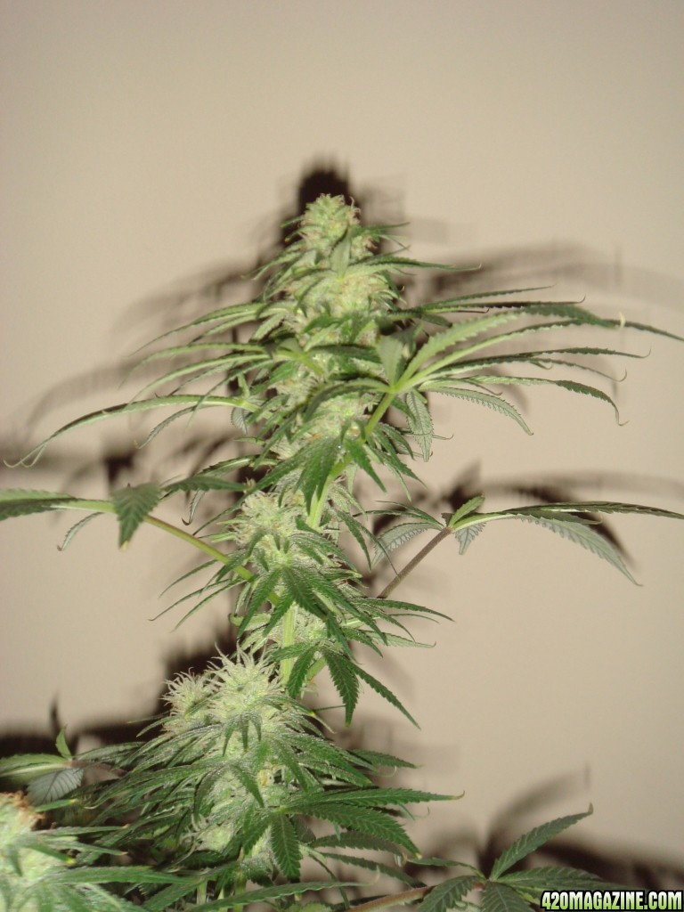 Sour_Diesel_close-up_2_4weeks.jpg