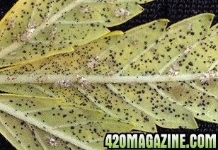 Spider_mites3.jpg