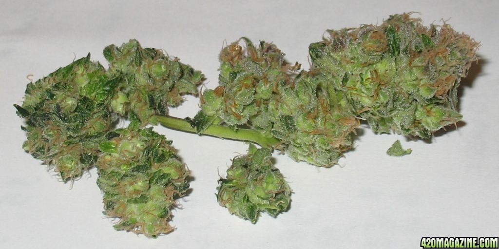 Strawberry_Diesel_Test_Bud.jpg