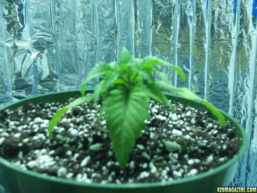 SuperBud_Stunned_Growth_April_27_2013.JPG