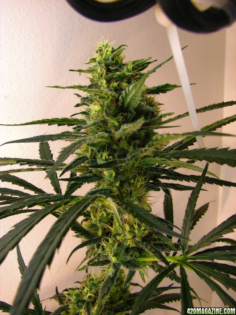 Super_Lemon_Haze_Cola_8-19.jpg