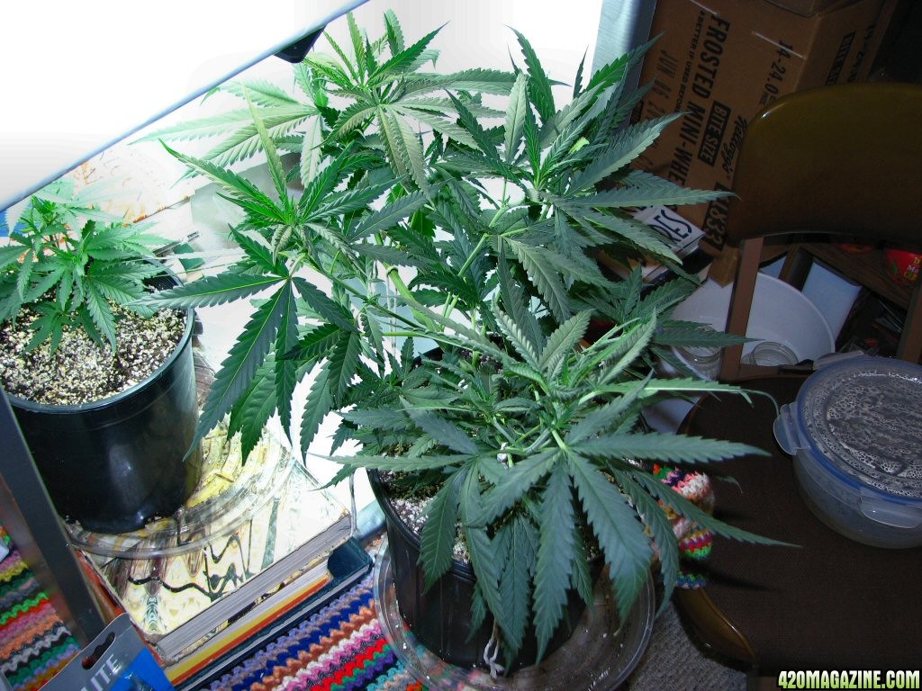 Super_Lemon_Haze_in_Veg_8-19.jpg