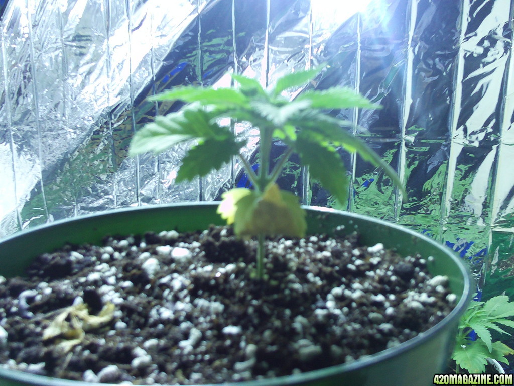 Superbud_plant_coming_back_to_life_on_May_5_2013.JPG