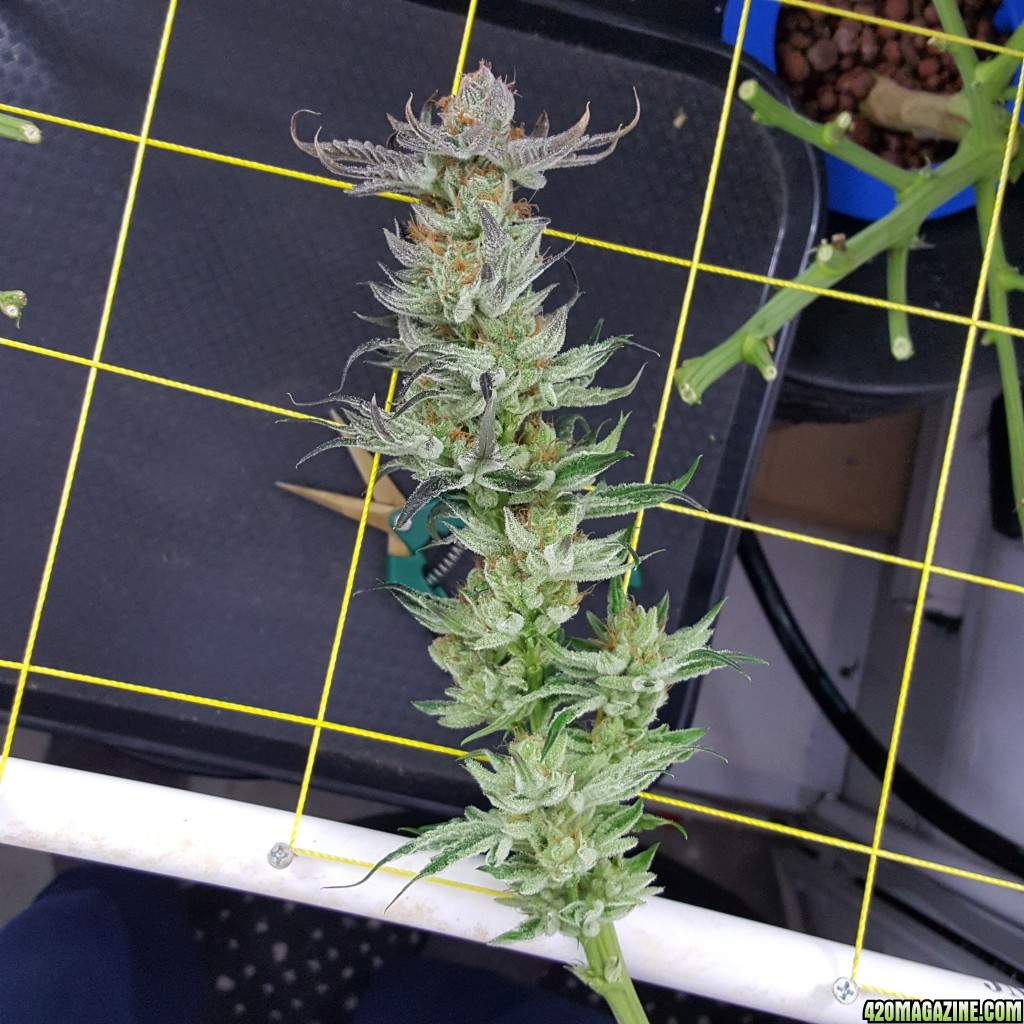 THCB_Harvest_3.jpg