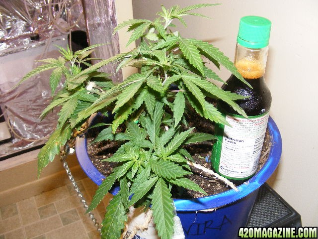 Take_two-_Papaya_and_Jungle_Reck_006.JPG