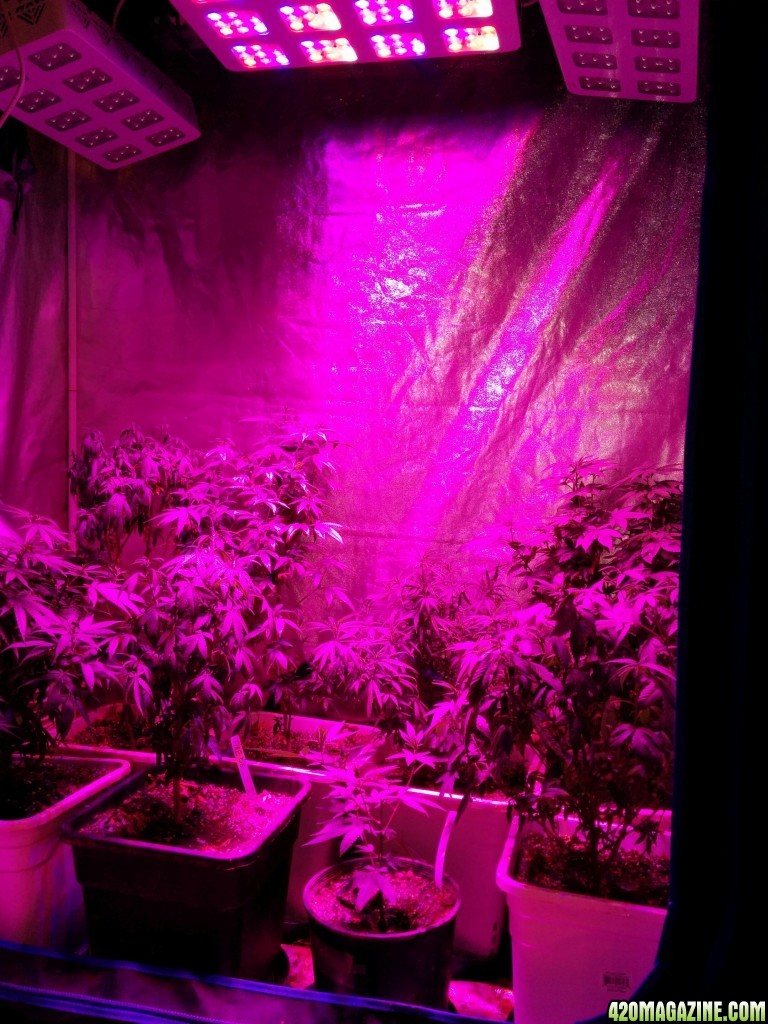 Tangie_LED_Grow_Strain_LED_grow_light_11_.jpg