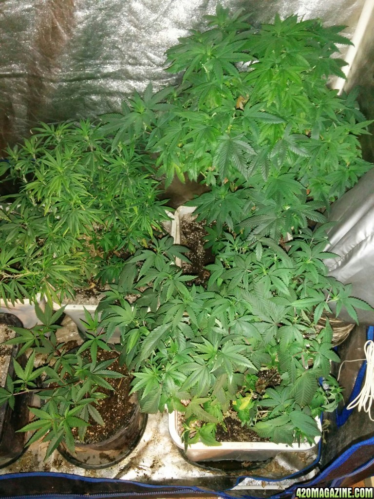 Tangie_LED_Grow_Strain_LED_grow_light_13_.jpg