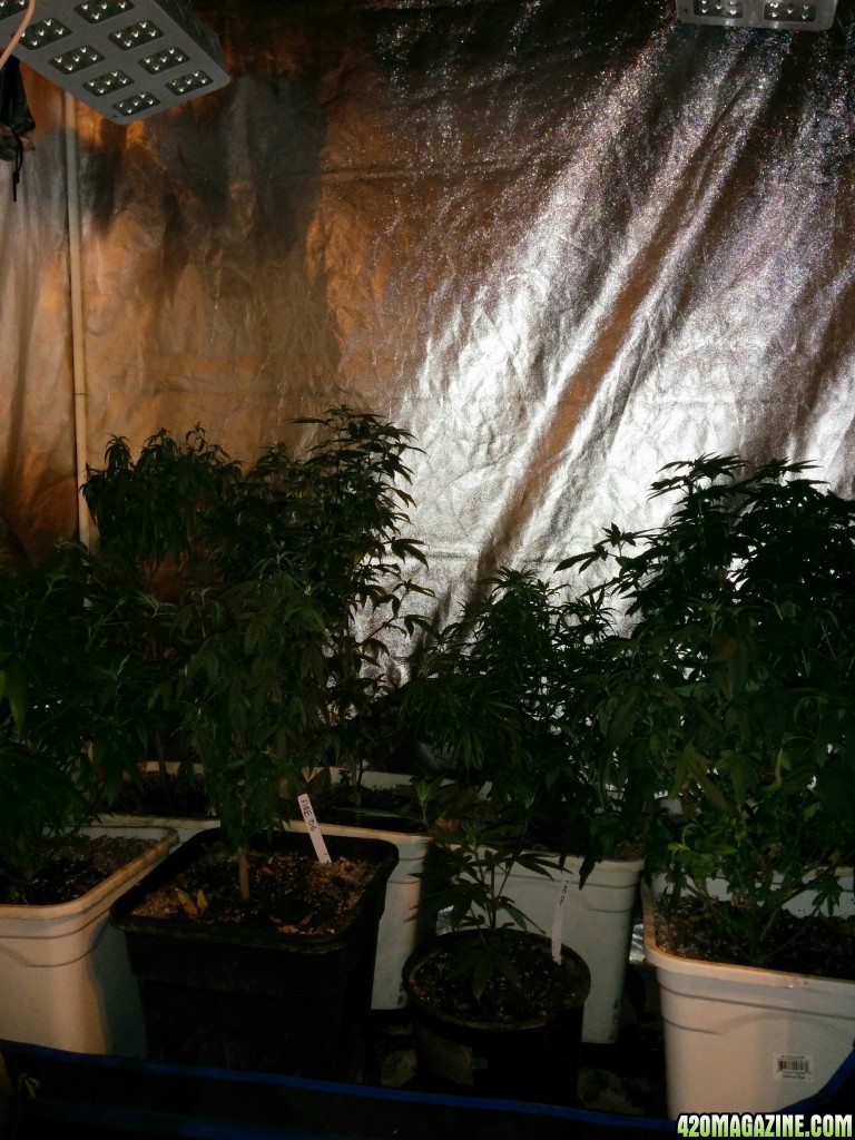 Tangie_LED_Grow_Strain_LED_grow_light_15_.jpg