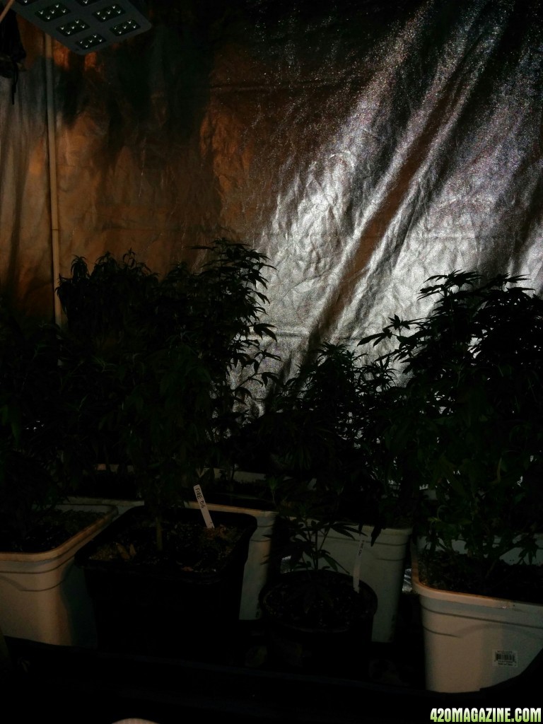 Tangie_LED_Grow_Strain_LED_grow_light_16_.jpg